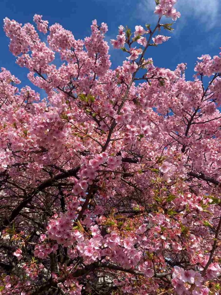 訪問マッサージつくし堂